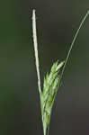 Darkgreen sedge